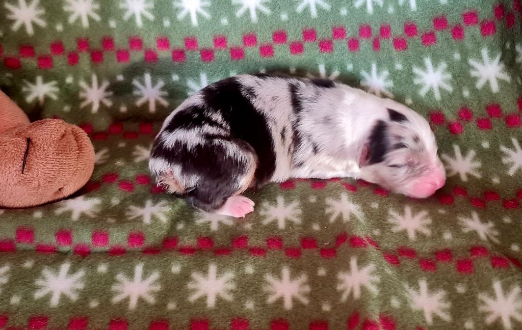 Kida's Sunshine - Berger Australien - Portée née le 19/11/2023